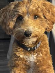 Lost Female Dog last seen Near SE 136th PL, Summerfield FL, Summerfield, FL 34491