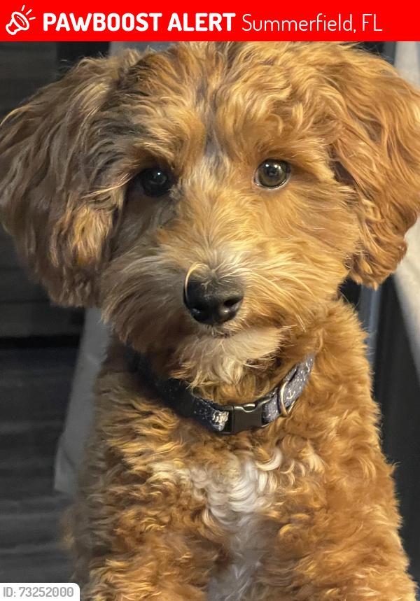 Lost Female Dog last seen Near SE 136th PL, Summerfield FL, Summerfield, FL 34491