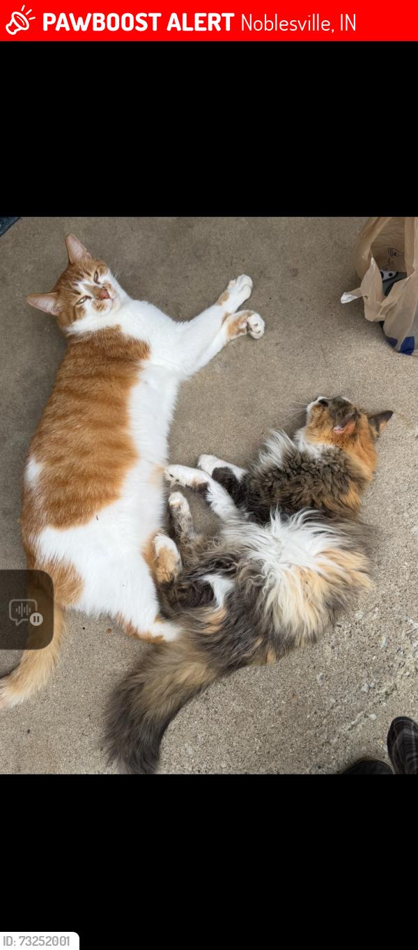 Lost Male Cat last seen State rd 38 west and Sly Run Road close to South Harbour, Noblesville, IN 46062