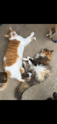Lost Male Cat last seen State rd 38 west and Sly Run Road close to South Harbour, Noblesville, IN 46062