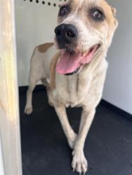 Shelter Stray Female Dog last seen Near BLK OF EYE ST, BAKERSFIELD CA, 201 S Mt Vernon Ave, Bakersfield, CA 93307, USA