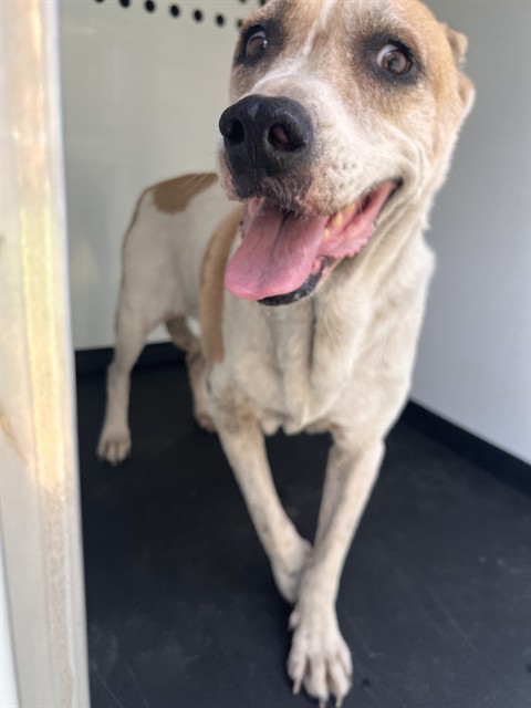 Shelter Stray Female Dog last seen Near BLK EYE ST, BAKERSFIELD CA, 201 S Mt Vernon Ave, Bakersfield, CA 93307, USA