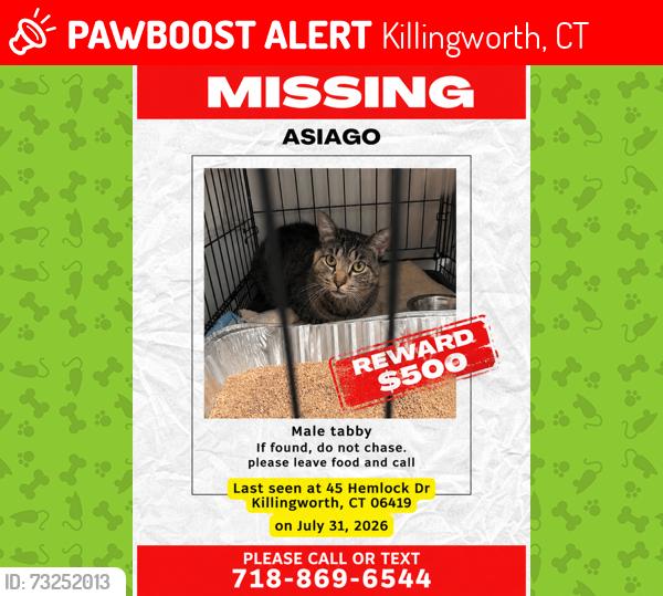 Lost Male Cat last seen Near St. Lawrence church, Killingworth, CT 06419