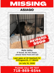 Lost Male Cat last seen Near St. Lawrence church, Killingworth, CT 06419