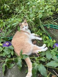 Lost Male Cat last seen Plum St, Orange City, FL 32763