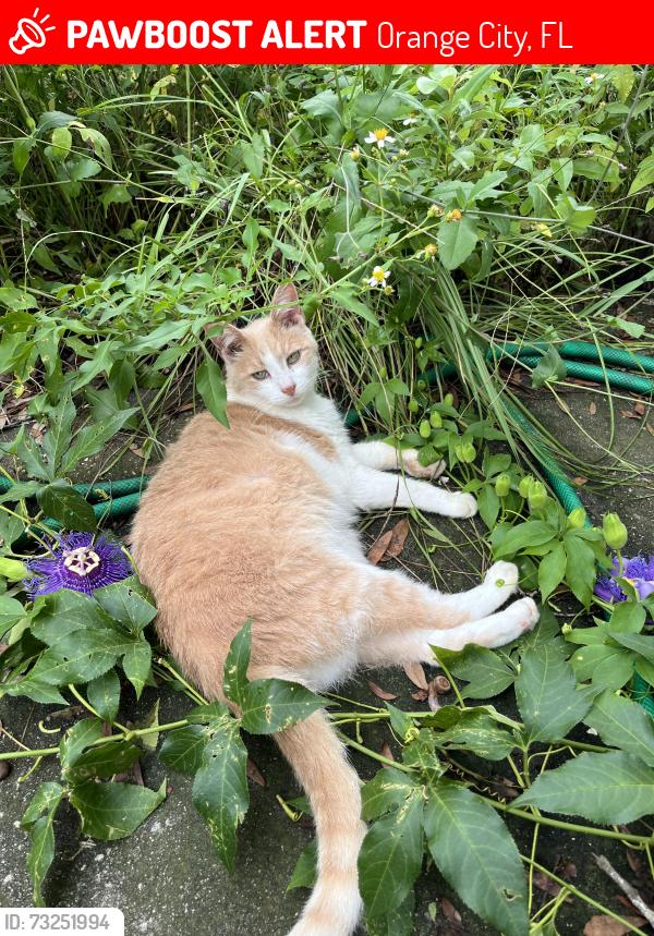 Lost Male Cat last seen Plum St, Orange City, FL 32763