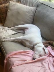 Lost Female Dog last seen Near Rockwood Forest Valley Eureka, Missouri and Highway 109, Eureka, MO 63025