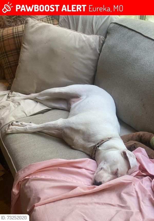 Lost Female Dog last seen Near Rockwood Forest Valley Eureka, Missouri and Highway 109, Eureka, MO 63025