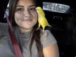 Reunited Female Bird last seen Neighborhood, Hialeah, FL 33018