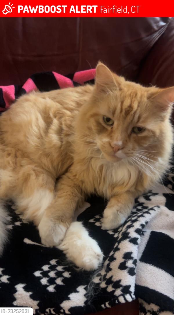 Lost Male Cat last seen Park ave / stratfield area in Fairfield, Fairfield, CT 06825