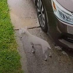 Found/Stray Male Dog last seen Forest Hill headed on into the backyard of Cindy Lane which leads to Leslie Lane!, Havelock, NC 28532