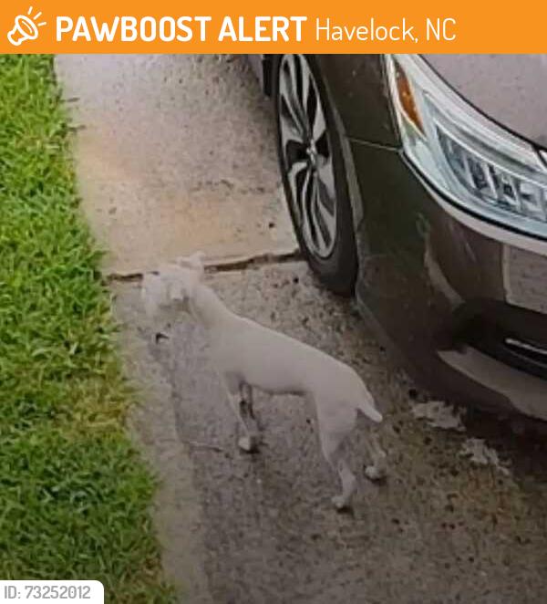 Found/Stray Male Dog last seen Forest Hill headed on into the backyard of Cindy Lane which leads to Leslie Lane!, Havelock, NC 28532