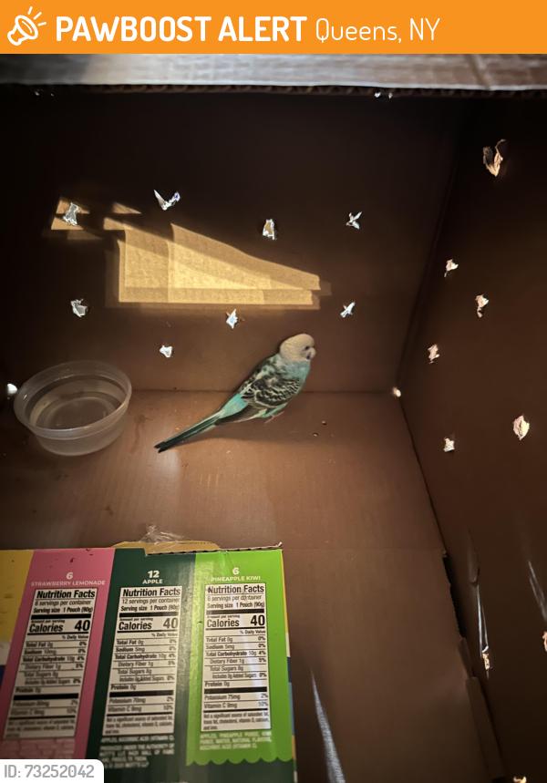 Found/Stray Unknown Bird last seen Union Tpke & Utopia Pkwy, Queens, NY 11365