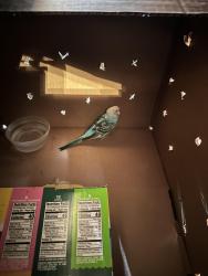 Found/Stray Unknown Bird last seen Union Tpke & Utopia Pkwy, Queens, NY 11365