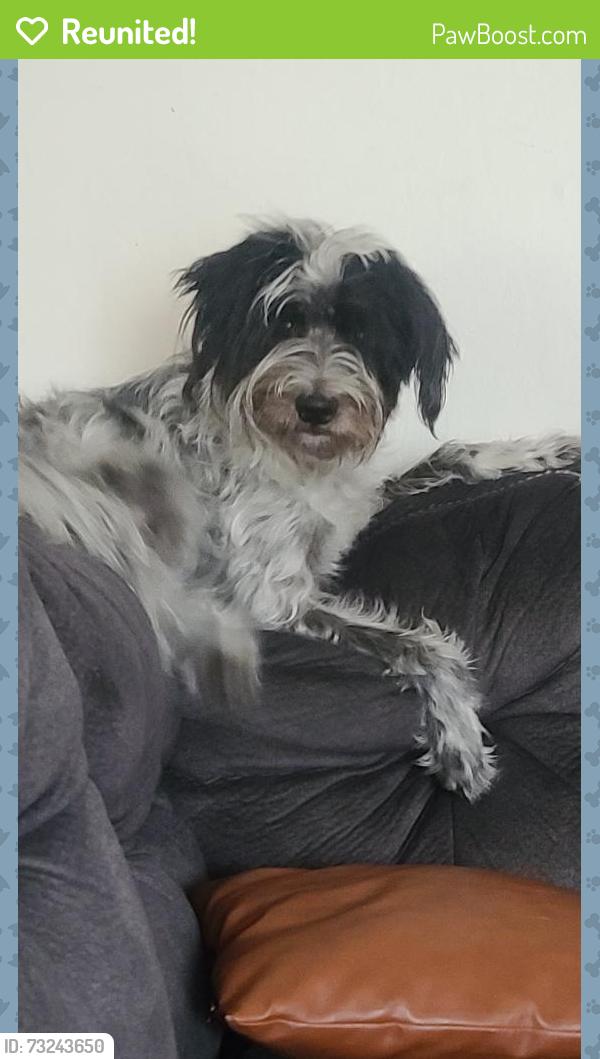 Reunited Male Dog last seen Boynton Ave, Oroville, CA 95966