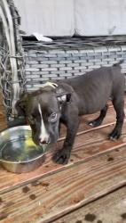 Found/Stray Male Dog last seen Edward’s Food Giant, Little Rock, AR 72206
