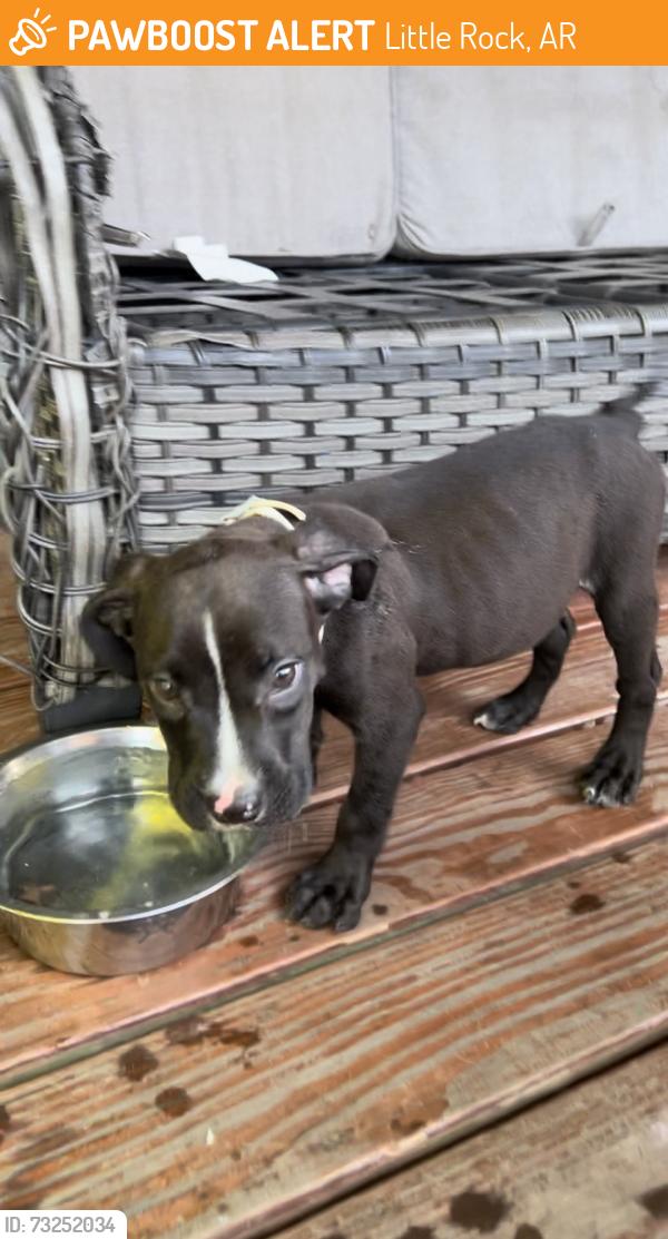 Found/Stray Male Dog last seen Edward’s Food Giant, Little Rock, AR 72206