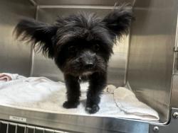 Shelter Stray Unknown Dog last seen , 3201 Lacy St, Los Angeles, CA 90031, USA