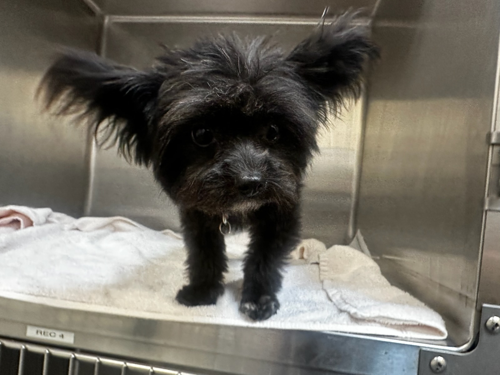 Shelter Stray Unknown Dog last seen , 3201 Lacy St, Los Angeles, CA 90031, USA