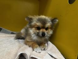 Shelter Stray Male Dog last seen , 3201 Lacy St, Los Angeles, CA 90031, USA