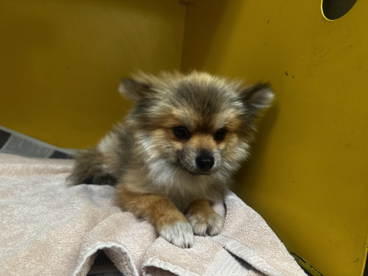 Shelter Stray Male Dog last seen , 3201 Lacy St, Los Angeles, CA 90031, USA