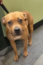 Shelter Stray Female Dog last seen , 3201 Lacy St, Los Angeles, CA 90031, USA
