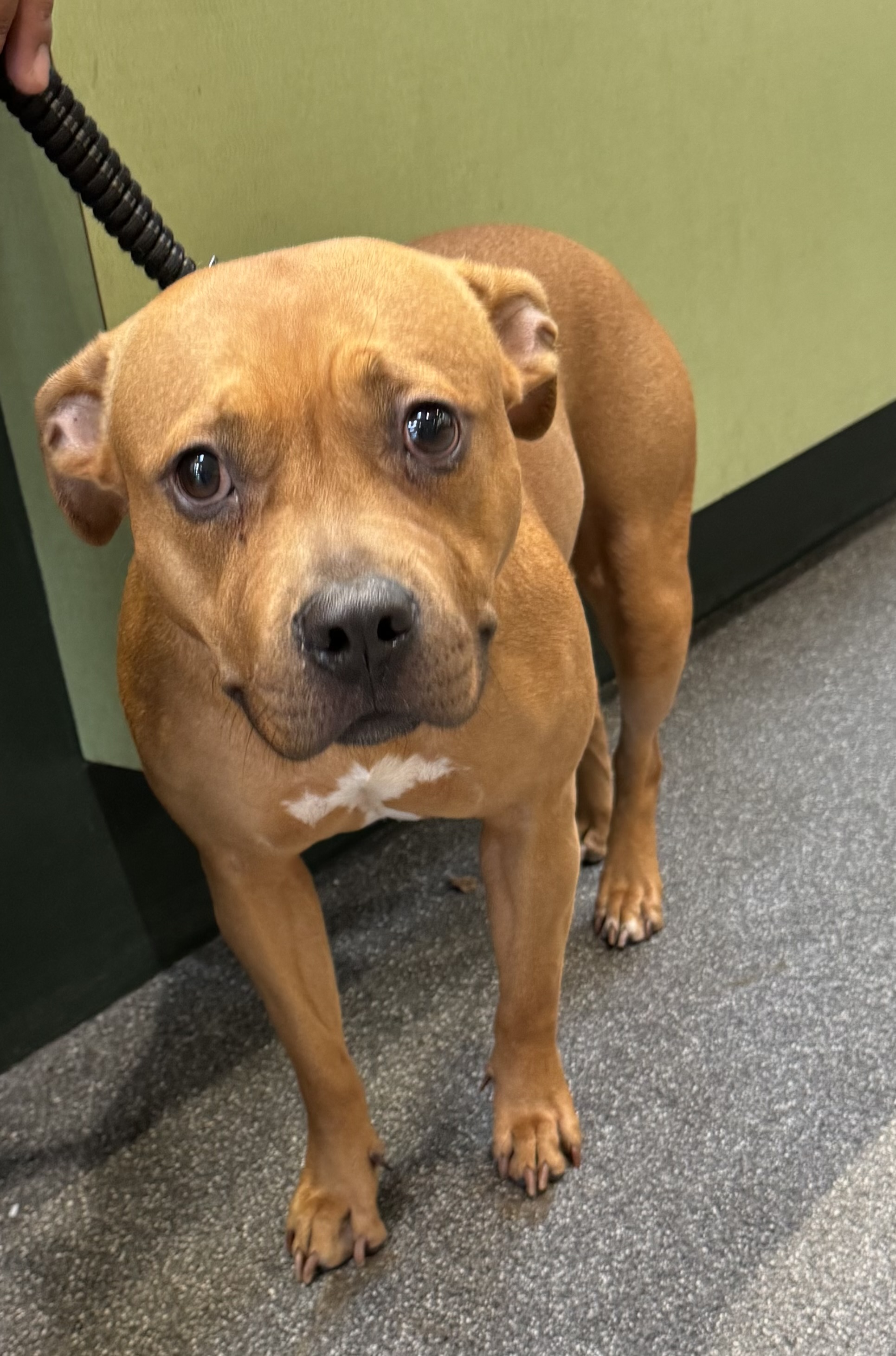 Shelter Stray Female Dog last seen , 3201 Lacy St, Los Angeles, CA 90031, USA