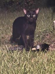 Found/Stray Unknown Cat last seen Atwater/Price Blvd, North Port, FL 34288