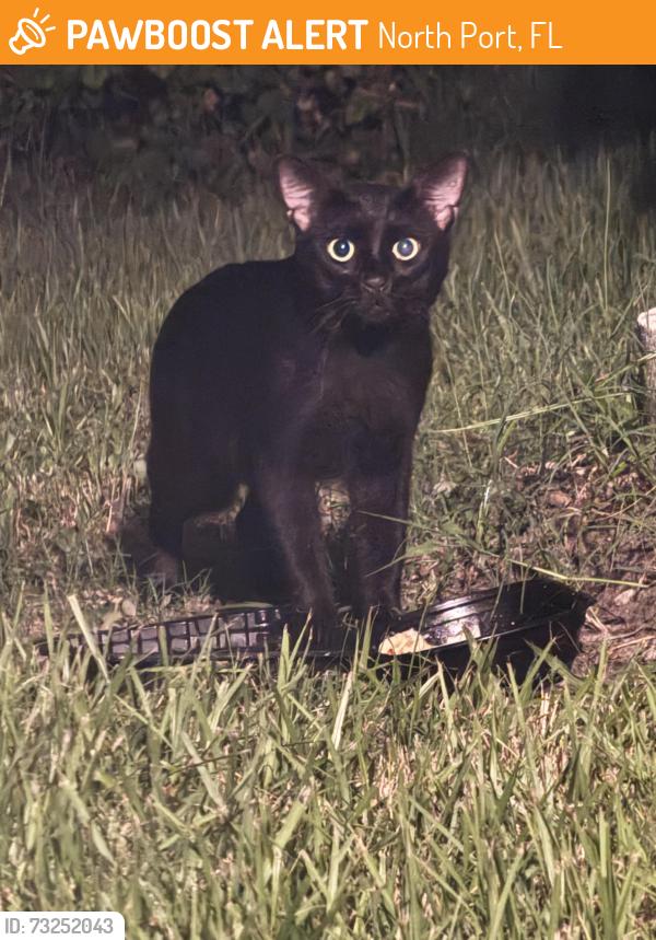 Found/Stray Unknown Cat last seen Atwater/Price Blvd, North Port, FL 34288