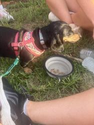Reunited Female Dog last seen Gandy and 4th street north, St. Petersburg, FL 33702