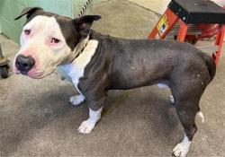 Shelter Stray Male Dog last seen CEDAR ROCK CIR & MEADOWSTONE DR, 2127 Front St, Sacramento, CA 95818, USA