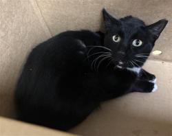 Shelter Stray Female Cat last seen DEL PASO BLVD & NORTHGATE BLVD, 2127 Front St, Sacramento, CA 95818, USA