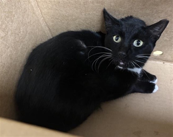 Shelter Stray Female Cat last seen DEL PASO BLVD & NORTHGATE BLVD, 2127 Front St, Sacramento, CA 95818, USA