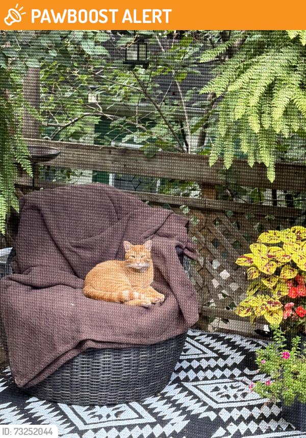 Found/Stray Male Cat last seen Salaberry and O'brien, Saint-Évariste-de-Forsyth, QC 