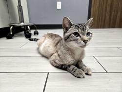 Reunited Unknown Cat last seen Near Fernon St across from St Thomas Aquinas, Philadelphia, PA 19145