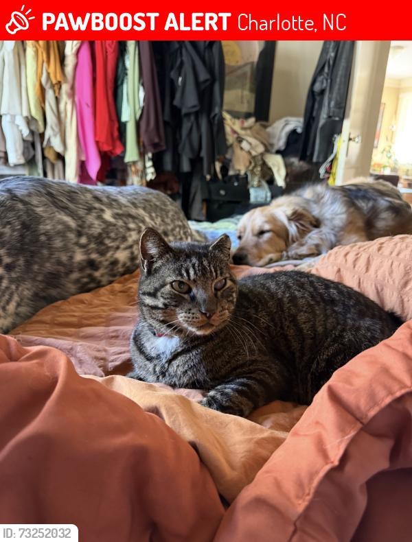 Lost Male Cat last seen Wilmore Dr and Park Ave, Charlotte, NC 28203