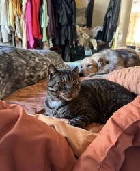 Lost Male Cat last seen Wilmore Dr and Park Ave, Charlotte, NC 28203