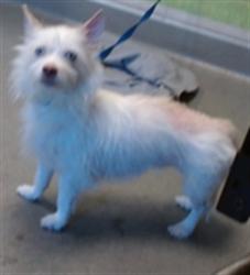 Shelter Stray Female Dog last seen Near BLOCK ST/ DOLORES, 1419 Bryant St, San Francisco, CA 94103, USA