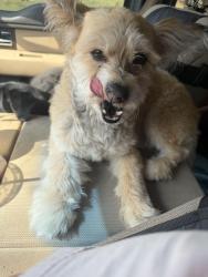 Reunited Male Dog last seen Mount Princeton Street, Brighton, CO 80601