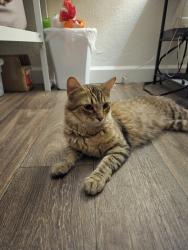 Found/Stray Unknown Cat last seen Alma School & Southern Ave, Mesa, AZ 85210