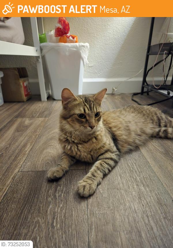 Found/Stray Unknown Cat last seen Alma School & Southern Ave, Mesa, AZ 85210