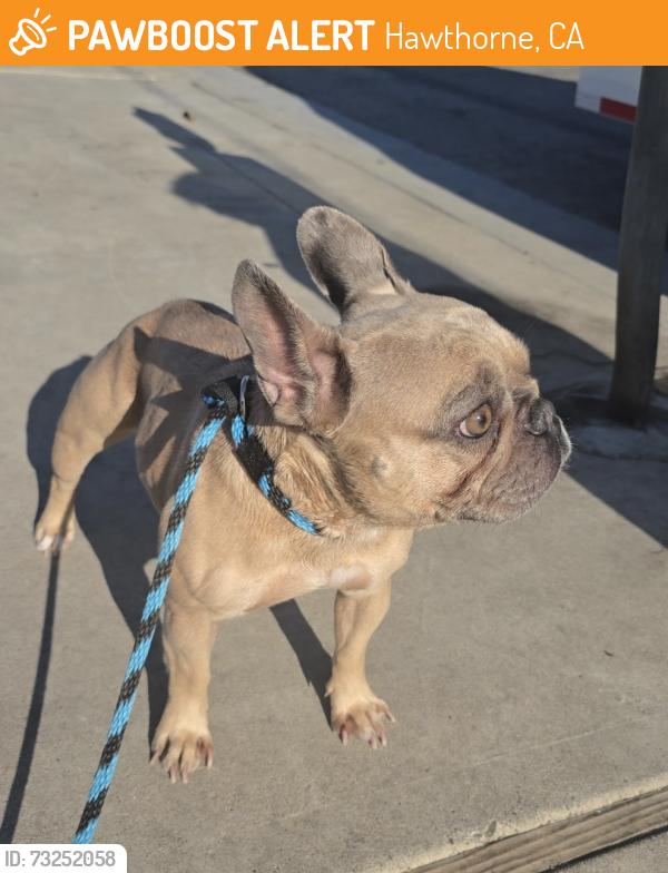 Found/Stray Female Dog last seen Near block and Eucalyptus Ave, Hawthorne, CA 90250