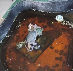 Lost Male Reptile last seen Canterhurst circle, Houston, TX 77065