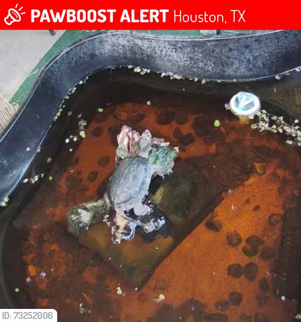 Lost Male Reptile last seen Canterhurst circle, Houston, TX 77065