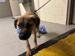 Shelter Stray Male Dog last seen , 232 Eslinger Way, Sanford, FL 32773, USA