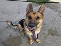 Shelter Stray Male Dog last seen , 1850 W 60th St, Los Angeles, CA 90047, USA
