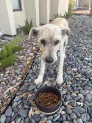 Found/Stray Male Dog last seen Polynesian, San Antonio, TX 78248