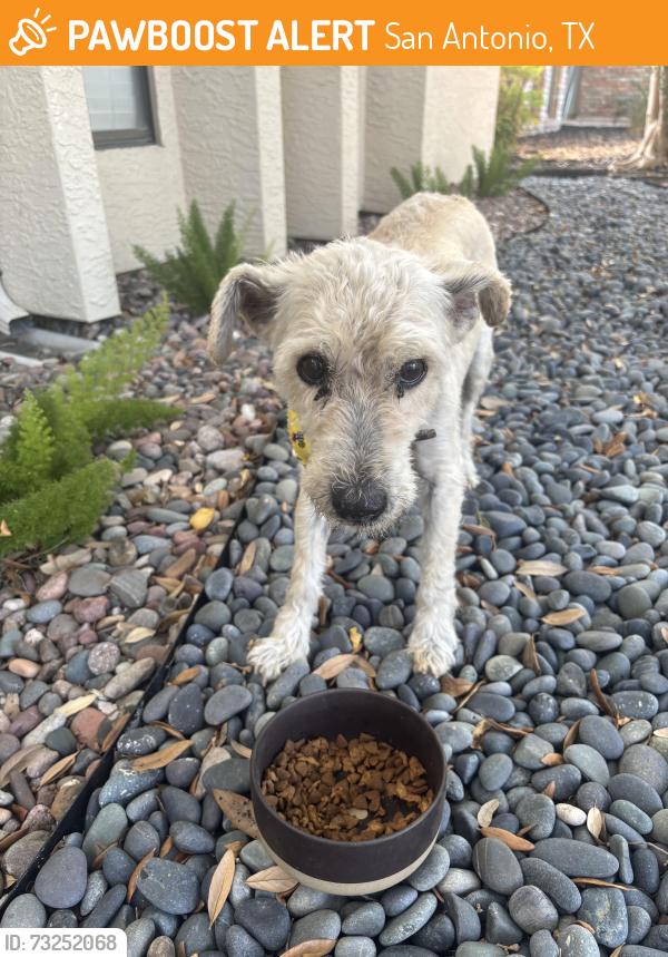 Found/Stray Male Dog last seen Polynesian, San Antonio, TX 78248