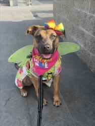 Shelter Stray Female Dog last seen , 1850 W 60th St, Los Angeles, CA 90047, USA