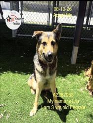 Shelter Stray Female Dog last seen , 1850 W 60th St, Los Angeles, CA 90047, USA